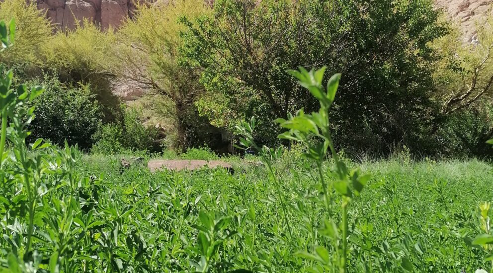 Con la plantación de quínoa, maíz y alfalfa reimpulsan la agricultura de la Quebrada de Soncor