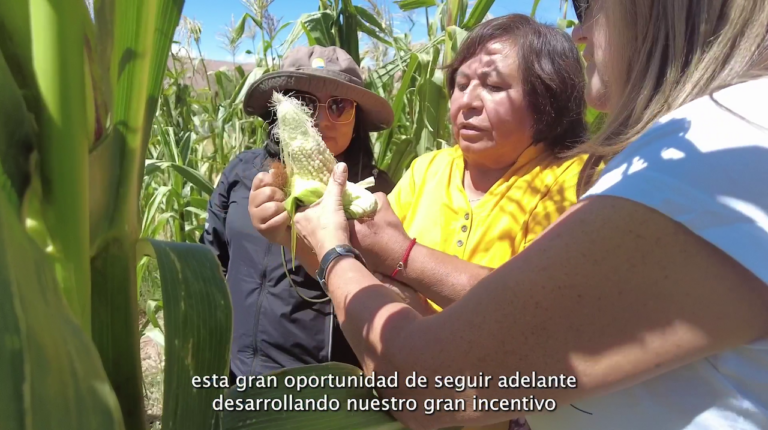 ¡Revitalizando la agricultura campesina!